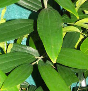 cinnamomum-cassia