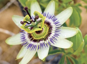 passionflower