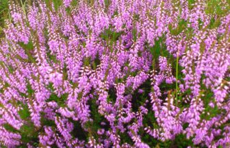 ヒースランドの秘薬は命を支える美白ハーブ エリカ クラウターハウス